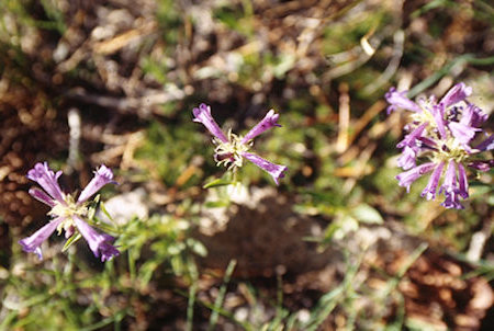 Flower near Lake Harriet - Hoover Wilderness 1995