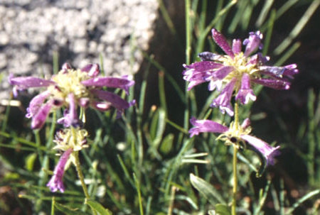 Flower near Lake Harriet - Hoover Wilderness 1995