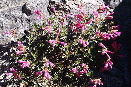 Cora Lake flowers - Hoover Wilderness 1995 Cora Lake flowers - Hoover Wilderness 1995