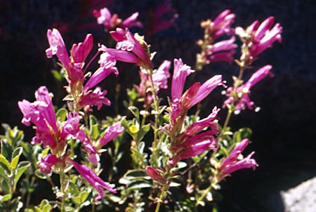 Cora Lake flowers - Hoover Wilderness 1995