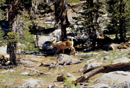 Buck Deer near Cora Lake - Hoover Wilderness 1995 Buck Deer near Cora Lake - Hoover Wilderness 1995