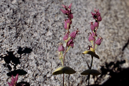 Flowers - Hoover Wilderness 1995 Flowers - Hoover Wilderness 1995