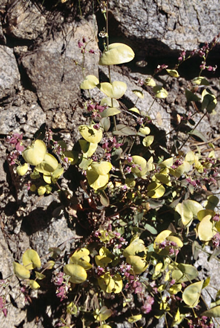 Flowers - Hoover Wilderness 1995 Flowers - Hoover Wilderness 1995