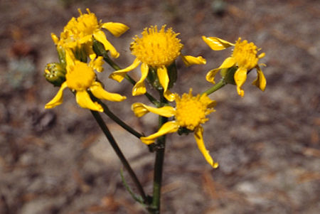 Flowers - Hoover Wilderness 1995