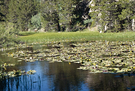 Lilly Pond on way to the roadhead - Hoover Wilderness 1995 Lilly Pond on way to the roadhead - Hoover Wilderness 1995