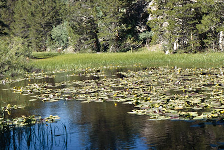 Lilly Pond on way to the roadhead - Hoover Wilderness 1995