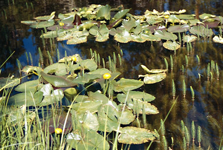 Lilly Pond on way to the roadhead - Hoover Wilderness 1995 Lilly Pond on way to the roadhead - Hoover Wilderness 1995