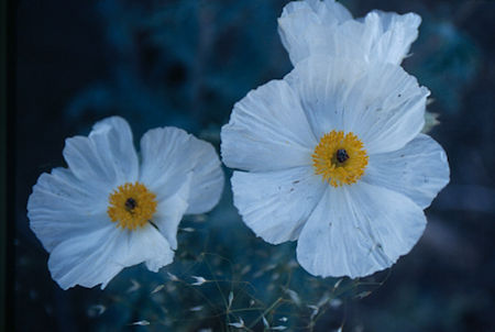 Flower 'Poppy' near Leavitt Meadow roadhead - Hoover Wilderness 1995