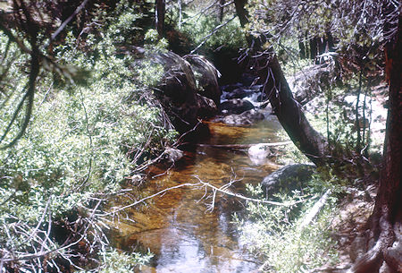 Bridalveil Creek near Ostrander Lake trail junction - Yosemite National Park - Jul 1957 Bridalveil Creek near Ostrander Lake trail junction - Yosemite National Park - Jul 1957