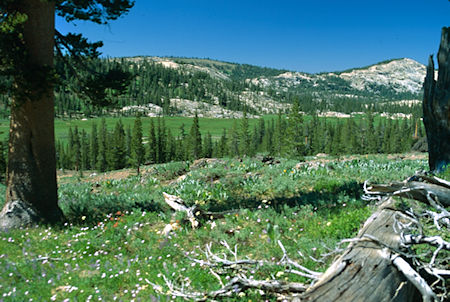 Flower garden and Cooper Meadow from Eagle Pass Trail - Emigrant Wilderness 1994 Flower garden and Cooper Meadow from Eagle Pass Trail - Emigrant Wilderness 1994
