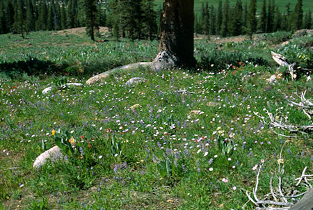 Flower garden above Cooper Meadow - Emigrant Wilderness 1994 Flower garden above Cooper Meadow - Emigrant Wilderness 1994