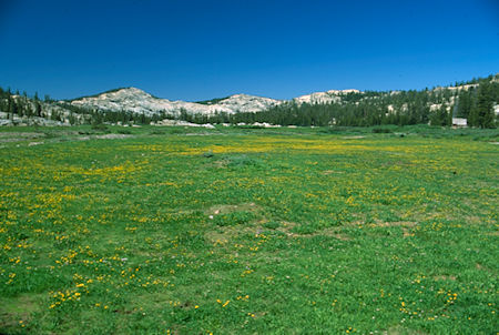 Cooper Meadow flowers - Emigrant Wilderness 1994