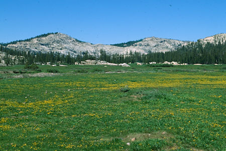 Cooper Meadow flowers - Emigrant Wilderness 1994