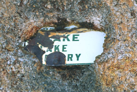 Old Forest Service sign swallowed by tree - Emigrant Wilderness 1994 Old Forest Service sign swallowed by tree - Emigrant Wilderness 1994