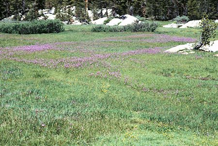 Flowers in Upper Relief Valley - Emigrant Wilderness 1994 Flowers in Upper Relief Valley - Emigrant Wilderness 1994