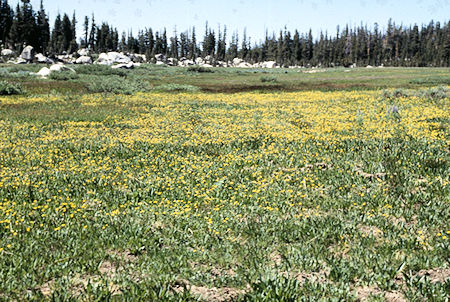 Flowers in Upper Relief Valley - Emigrant Wilderness 1994