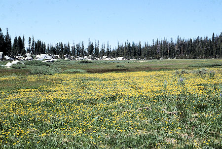 Flowers in Upper Relief Valley - Emigrant Wilderness 1994 Flowers in Upper Relief Valley - Emigrant Wilderness 1994