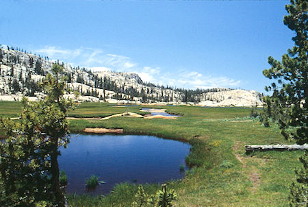 Spring Meadow - Emigrant Wilderness 1994