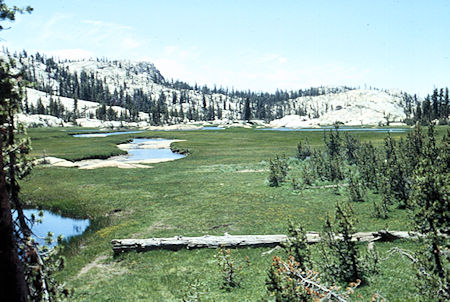 Spring Meadow - Emigrant Wilderness 1994