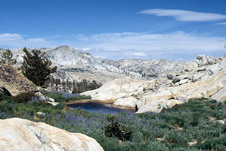 Pond and flowers on ridge near camp - Emigrant Wilderness 1994 Pond and flowers on ridge near camp - Emigrant Wilderness 1994