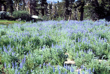 Flowers on way down to Long Lake - Emigrant Wilderness 1994