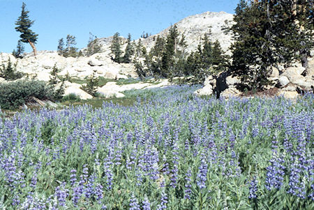Flowers on way down to Long Lake - Emigrant Wilderness 1994 Flowers on way down to Long Lake - Emigrant Wilderness 1994