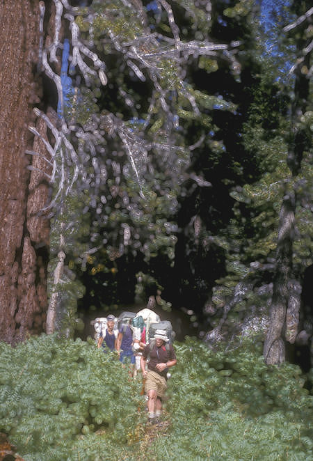 Bob Brooks leads hiking through the 'jungle' on the trail to Smedberg Lake - Yosemite National Park - 02 Sep 1964 Bob Brooks leads hiking through the 'jungle' on the trail to Smedberg Lake - Yosemite National Park - 02 Sep 1964