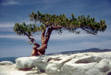 Jeffrey Pine on top of Sentinel Dome - Yosemite National Park - 01 Jun 1968