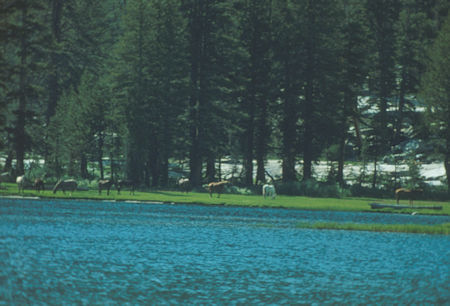 Pack stock at Sadler Lake - Ansel Adams Wilderness - Aug 1980