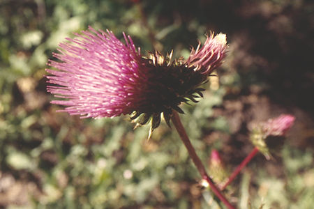 Flower in Lower Burt Canyon - Hoover Wilderness 1995 Flower in Lower Burt Canyon - Hoover Wilderness 1995