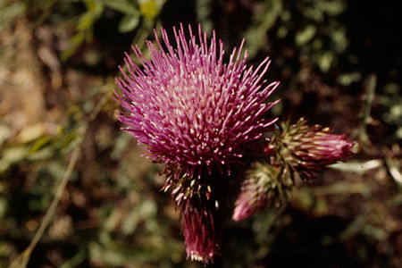 Flower in Lower Burt Canyon - Hoover Wilderness 1995 Flower in Lower Burt Canyon - Hoover Wilderness 1995