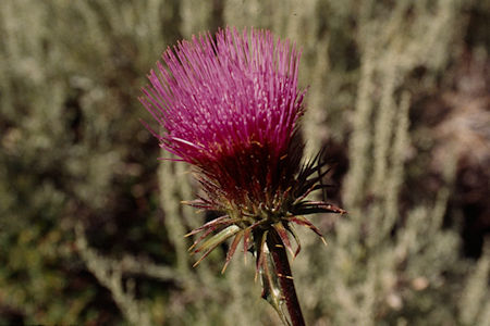Flower near Little Walker River crossing Burt Canyon - Hoover Wilderness 1995 Flower near Little Walker River crossing Burt Canyon - Hoover Wilderness 1995