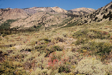 Flowers looking toward Piute Canyon In Burt Canyon - Hoover Wilderness 1995 Flowers looking toward Piute Canyon in Burt Canyon - Hoover Wilderness 1995