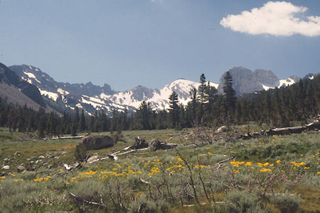 Burt Canyon Flowers, Ink Rocks, Flatiron Butte - Hoover Wilderness 1995