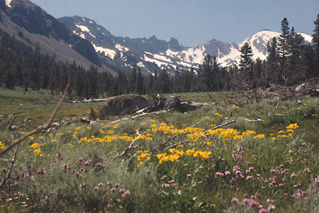 Burt Canyon Flowers, Ink Rocks - Hoover Wilderness 1995