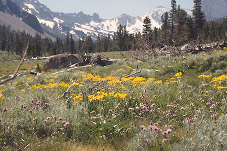 Burt Canyon Flowers, Ink Rocks - Hoover Wilderness 1995