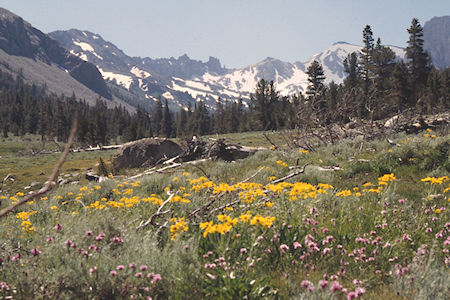 Burt Canyon Flowers, Ink Rocks - Hoover Wilderness 1995 Burt Canyon Flowers, Ink Rocks - Hoover Wilderness 1995