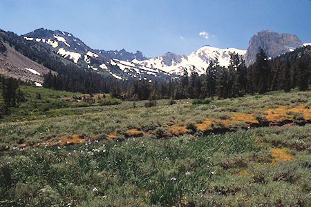 Burt Canyon flowers, Ink Rocks, Flatiron Bute near Anna Lake trail junction - Hoover Wilderness 1995