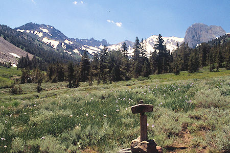 Burt Canyon flowers, Ink Rocks, Flatiron Bute near Anna Lake trail junction - Hoover Wilderness 1995