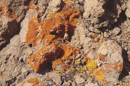 Litchen near Anna Lake - Hoover Wilderness 1995