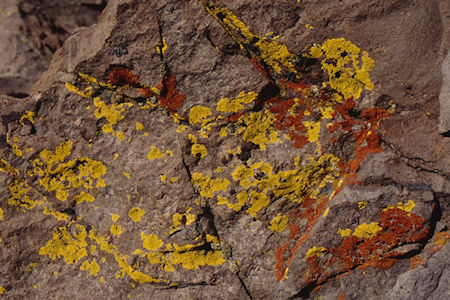 Lichen at Piute Pass - Hoover Wilderness 1995