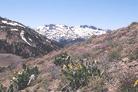 Flowers near Piute Pass toward Forsyth Peak - Hoover Wilderness 1995 Flowers near Piute Pass toward Forsyth Peak - Hoover Wilderness 1995
