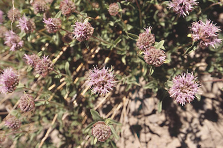 Flowers near Piute Pass - Hoover Wilderness 1995