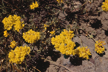 Flowers near Piute Pass - Hoover Wilderness 1995 Flowers near Piute Pass - Hoover Wilderness 1995