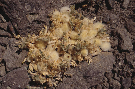 Flowers near Piute Pass - Hoover Wilderness 1995