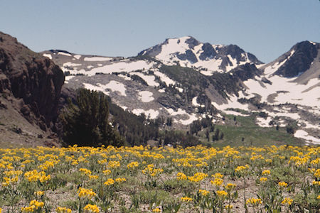 Flowers at Piute Pass looking toward Anna Lake area - Hoover Wilderness 1995 Flowers at Piute Pass looking toward Anna Lake area - Hoover Wilderness 1995