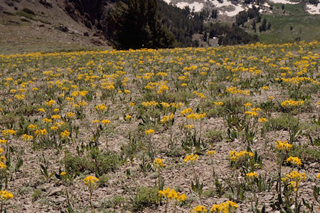 Flowers at Piute Pass - Hoover Wilderness 1995 Flowers at Piute Pass - Hoover Wilderness 1995