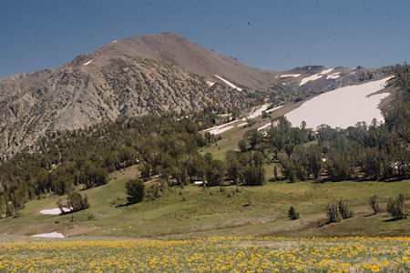 Walker Mountain and Flowers at Piute Pass - Hoover Wilderness 1995 Walker Mountain and Flowers at Piute Pass - Hoover Wilderness 1995