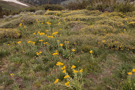 Flowers on Burt Canyon side of Burt Canyon/Molybdenite Creek saddle - Hoover Wilderness 1995 Flowers on Burt Canyon side of Burt Canyon/Molybdenite Creek saddle - Hoover Wilderness 1995