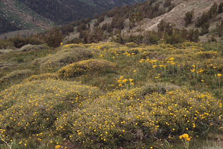 Flowers on Burt Canyon side of Burt Canyon/Molybdenite Creek saddle - Hoover Wilderness 1995 Flowers on Burt Canyon side of Burt Canyon/Molybdenite Creek saddle - Hoover Wilderness 1995